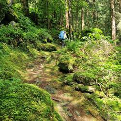 ... und wunderschönen Wald.