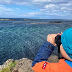 Wir beobachten Robben