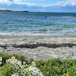 Hier guckt eine Robbe aus dem Wasser