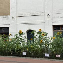 Sunflowers in the city?