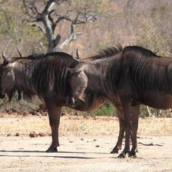 Wildebeest