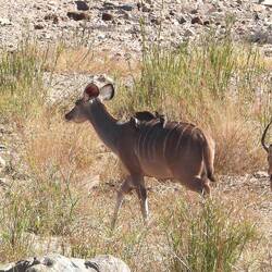 Impala with Oxpeckers
