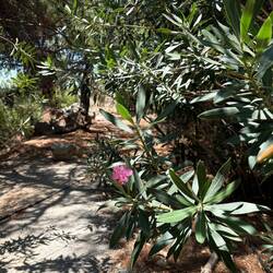 Le laurier rose - en veux-tu en voilà!