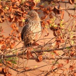 Arrow-marked Babbler