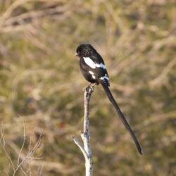 Magpie Shrike