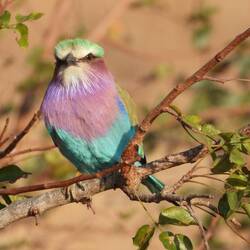 Lilac-breasted Roller
