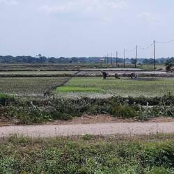 unterwegs durch Reisfelder