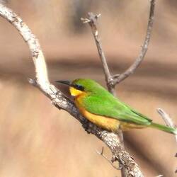 Little Bee-eater
