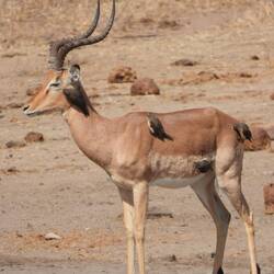 Impala with Oxpeckers