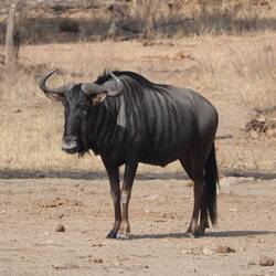 Wildebeest