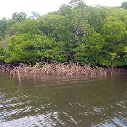 Mangrove