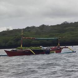 Les personnes qui ramassent les algues qui sont dangereuses pour la mangrove