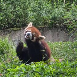 Busy scratching