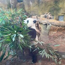 The giant pandas, a bit more sedate