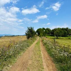 Der Wegesrand war gesäumt mit wunderschönen Wildblumen.