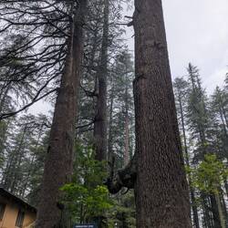 Ein umzäunter Wald mit sehr alten Bäumen