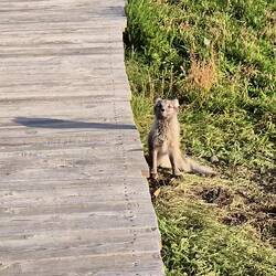 Und ein Polarfuchs, welch ein Glück 🤩