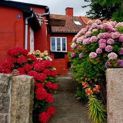 Blumenidylle