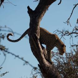 Leopard climbing