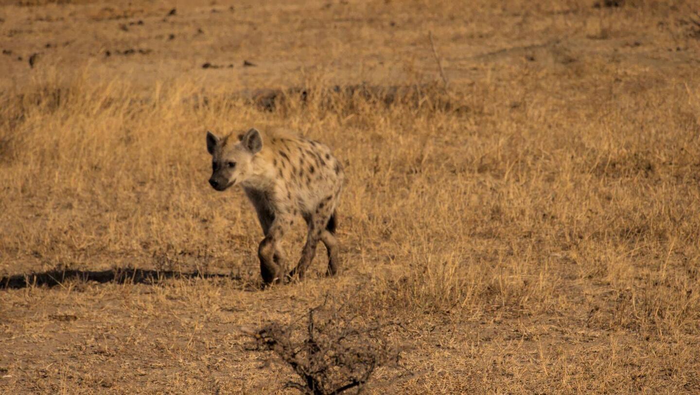 Hyena waiting for food