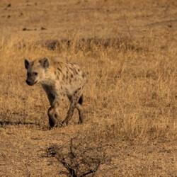 Hyena waiting for food