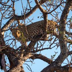 Lazy leopard