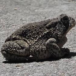 Woodhouse toad Guarding the bathroom in Cody, NE