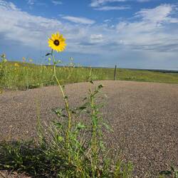Prarie Sunflower
