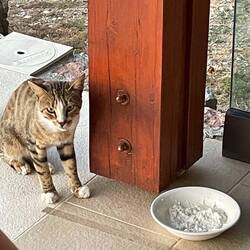 That cat did not appreciate the food.