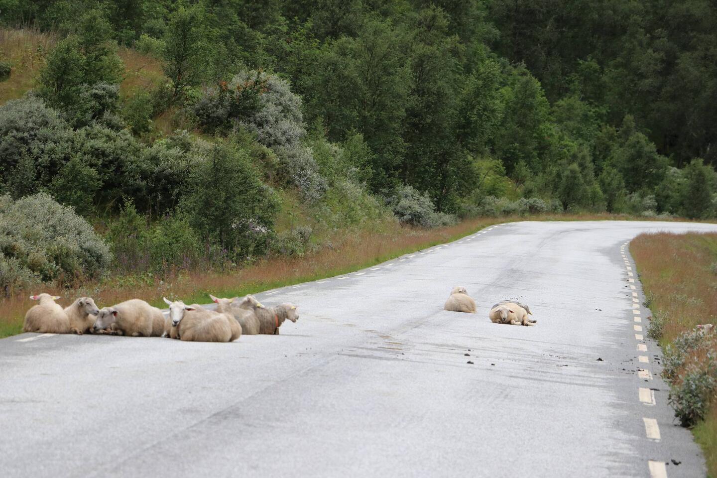 ... natural born Chillers ... ;-)