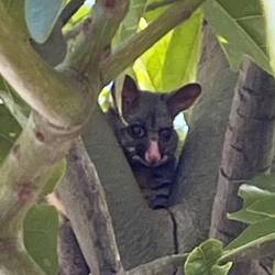 We kwamen een opossum tegen :D