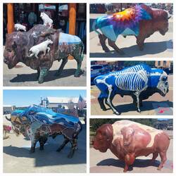 Custer's Bisons