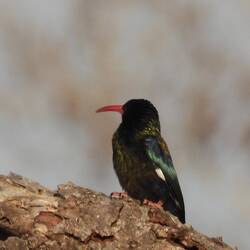 Green Woodhoopoe