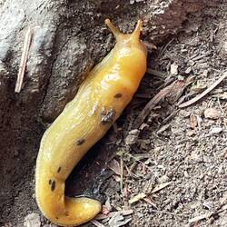 Banana Slugs sind eine wichtige Spezies im Ökosystem der Regenwälder im Pazifischen Nordwesten