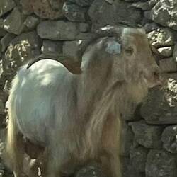 I am the GOAT