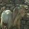 I am the GOAT