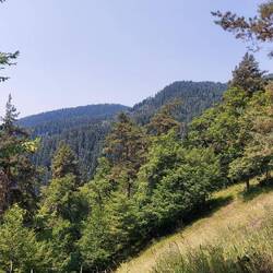 150 Bären leben in dem Nationalpark. Gezählt durch Fotofallen.