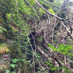 Überall umgestürzte Bäume. In der steilen Hanglage fast kein durchkommen!