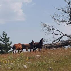 Wilde Pferde zu treffen ist ziemlich toll☺️