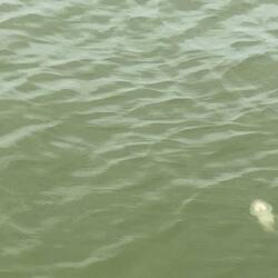 Yes that is a jellyfish