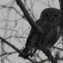 Pearl-spotted owlet