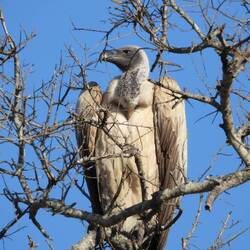 White-backed Vulture
