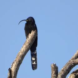 Common Scimitarbill