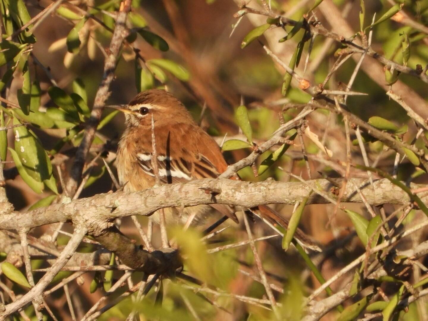 White-browed Scrub-Robin