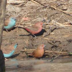 Blue Waxbills with Jameson's Firefinches