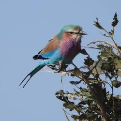 Lilac-breasted Roller