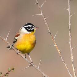 Golden-breasted Bunting