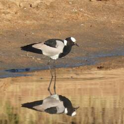 Blacksmith Lapwing