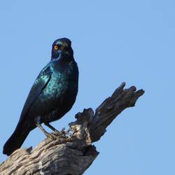 Cape Starling