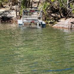 Crocodile trap - no croc so good sign